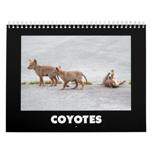 Calendrier Coyotes Calendar (Protection)