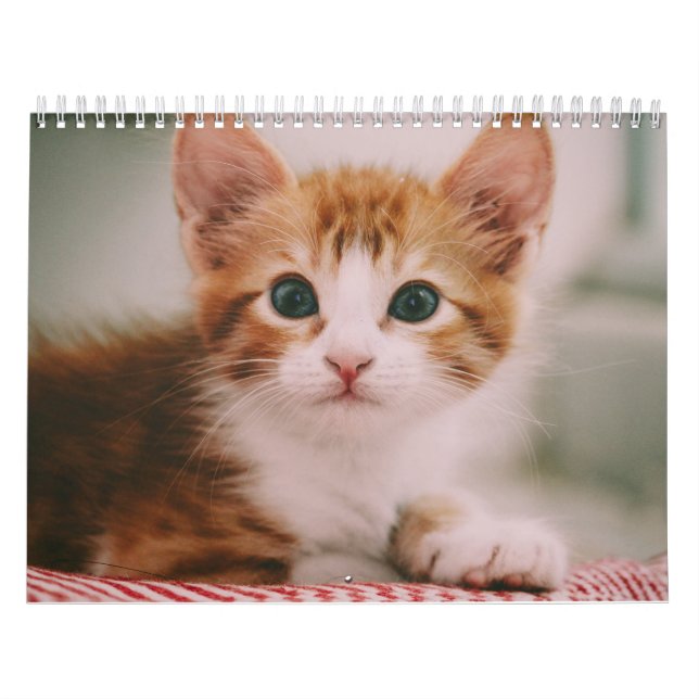 Calendrier Cute Cats 2024 (Protection)