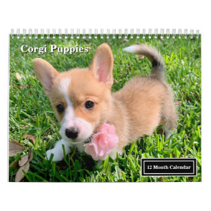 Calendrier Cute Corgi Puppies 2026 Puppy Wall