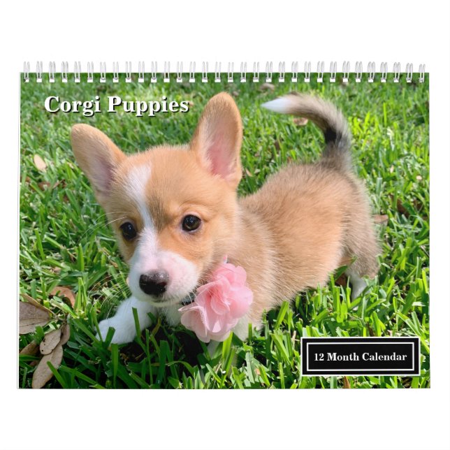 Calendrier Cute Corgi Puppies 2026 Puppy Wall (Protection)