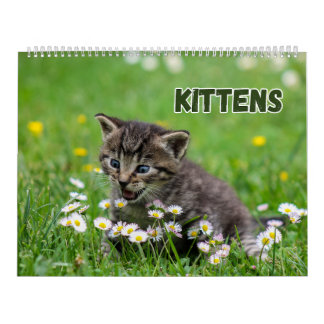 Calendrier Cute Kittens