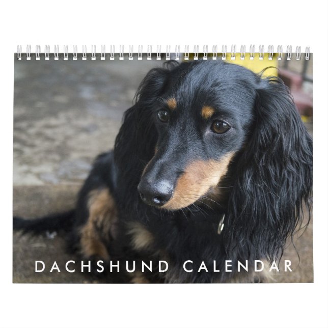 Calendrier Dachshund 2026 (Protection)