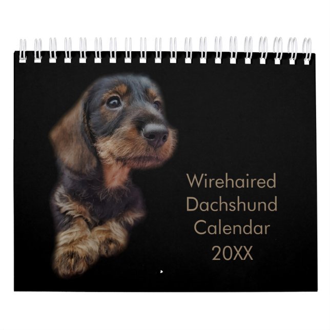 Calendrier Dachshund à poils durs (Protection)