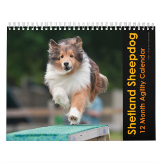Calendrier d'agilité Shetland Sheepdog