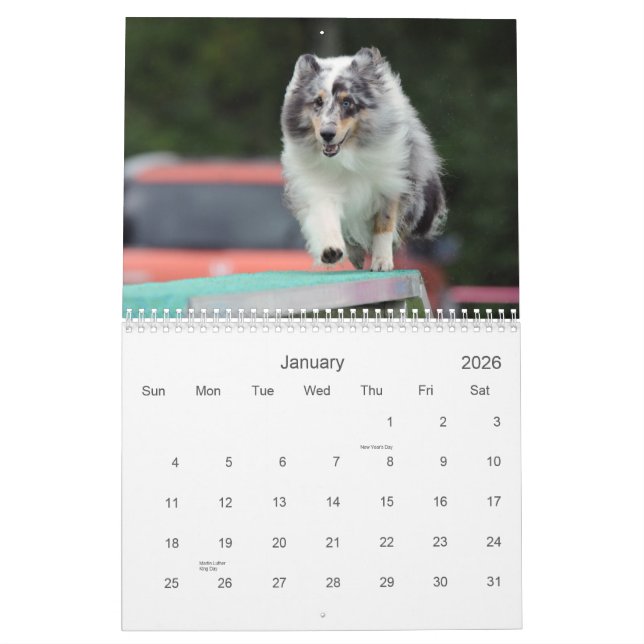 Calendrier d'agilité Shetland Sheepdog (Jan 2026)