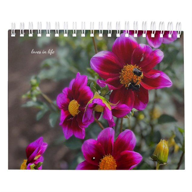 Calendrier Dahlia (Protection)