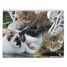 calendrier d'amis félins