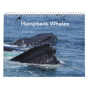 Calendrier de baleines de bosse