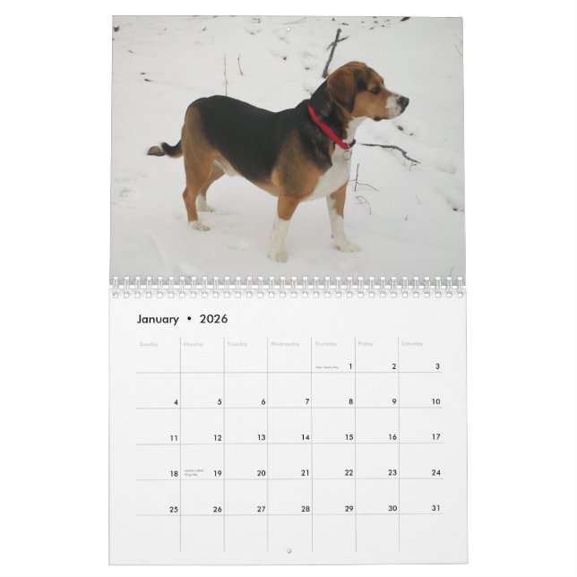 Calendrier de beagle de 12 mois - quel chien ! (Jan 2026)