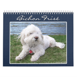 Calendrier de Bichon Frisé