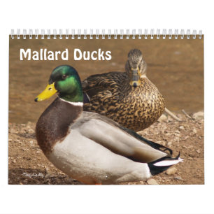 Calendrier de canards de Mallard
