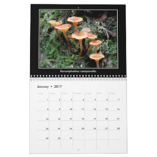Calendrier de champignon