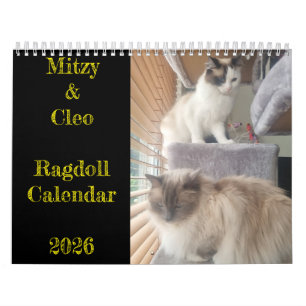 Calendrier de chat Ragdoll