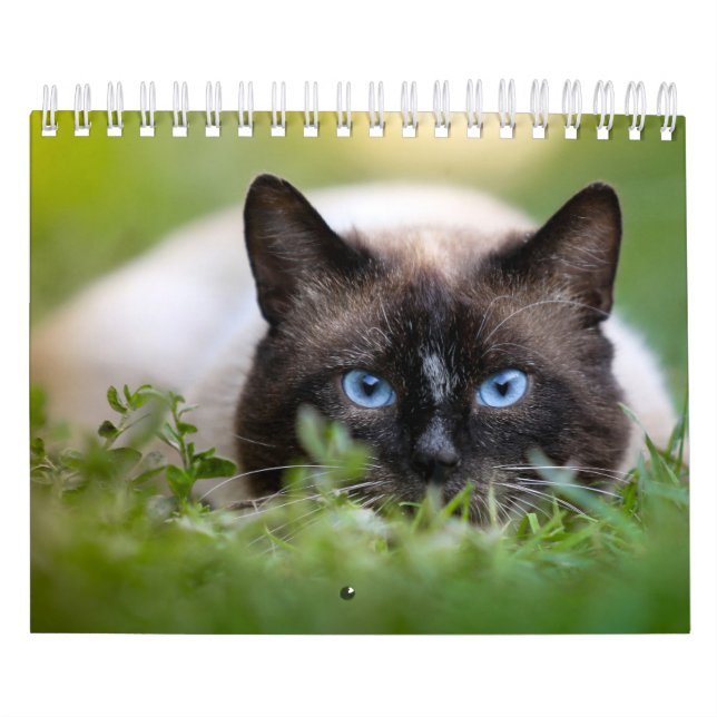 Calendrier de chat siamois (Protection)