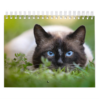 Calendrier de chat siamois