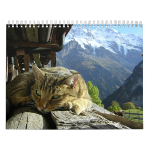 Calendrier de chats