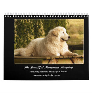 Calendrier de chien de berger de Maremma