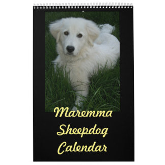 Calendrier de chien de berger de Maremma