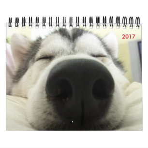 Calendrier de chien de traîneau sibérien