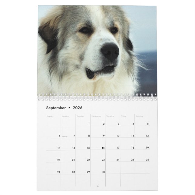 Calendrier de chiot de 2016 Grands Pyrénées (Sep 2026)