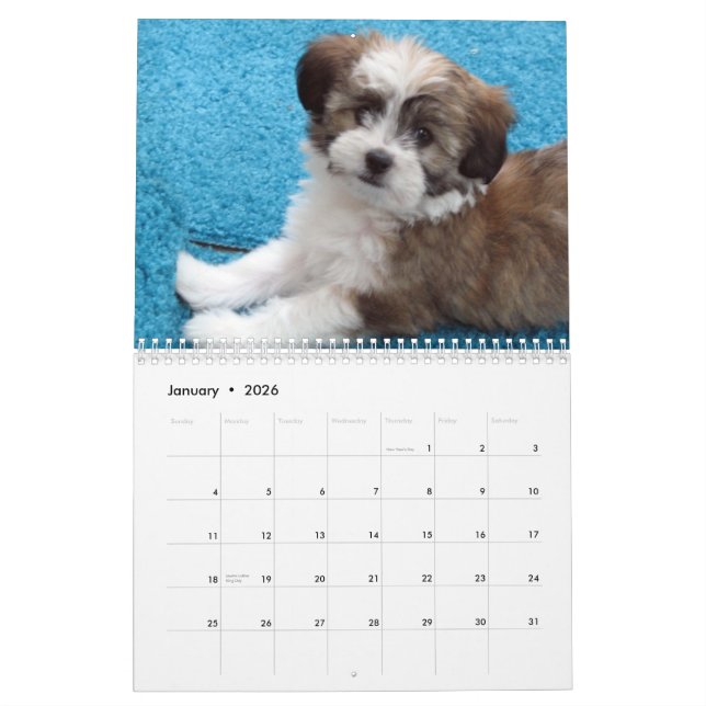 Calendrier de chiot de délivrance de Havanese (Jan 2026)