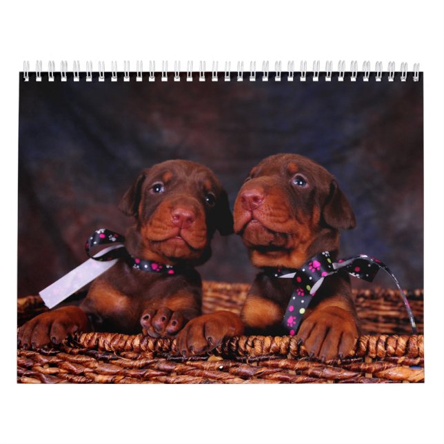 Calendrier de chiot de dobermann (Protection)