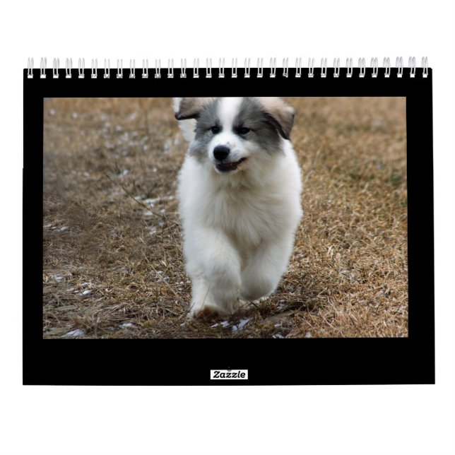 Calendrier de chiot de Grands Pyrénées (Dos)