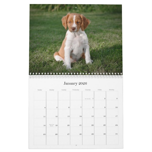 Calendrier de chiots de la Bretagne (Jan 2026)