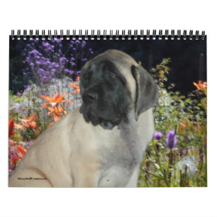 Calendrier de chiots de mastiff