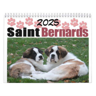 Calendrier de chiots Saint Bernard, race de chien 