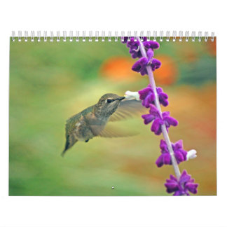 Calendrier de colibri de jardin