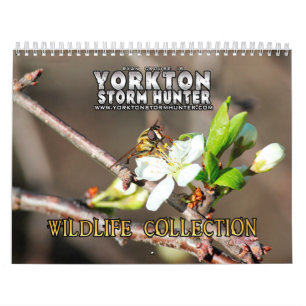 Calendrier de collection de photographie de faune