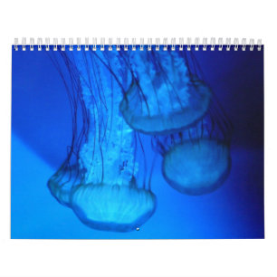 calendrier de couverture de méduses