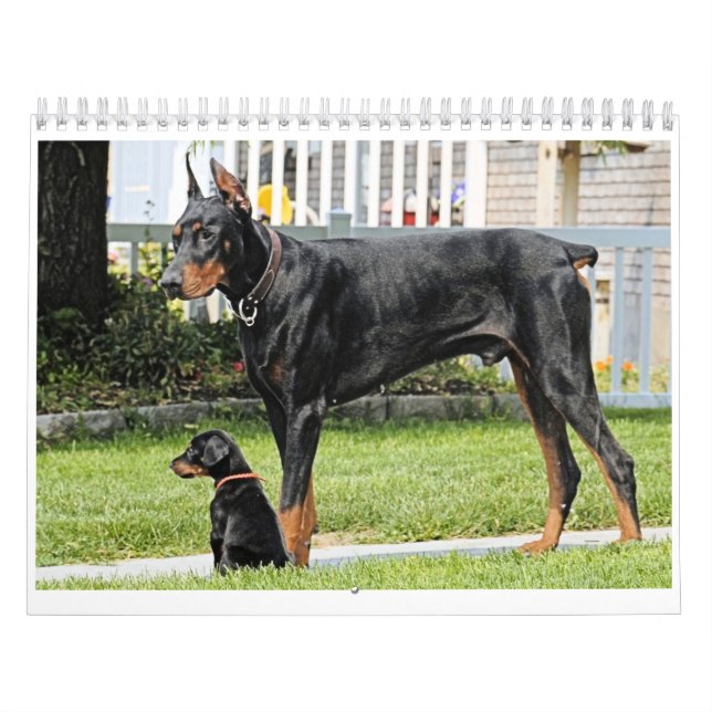 Calendrier de dobermann (Protection)