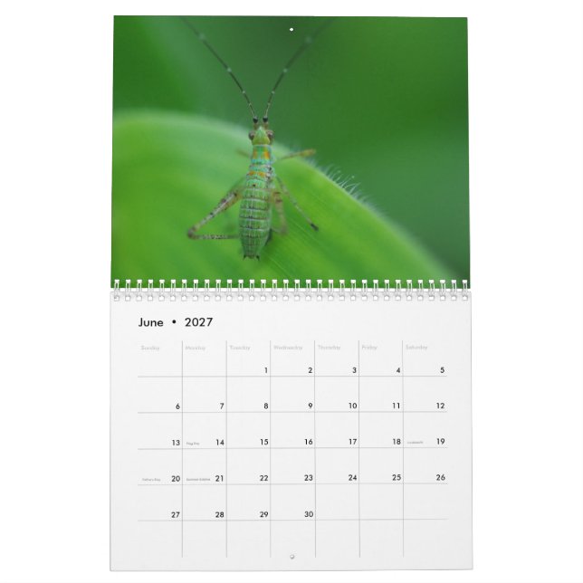 Calendrier de fascination d'insecte (Jun 2027)