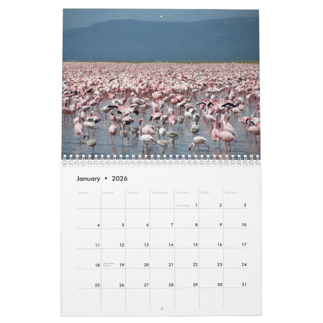 Calendrier de Flamants roses (Jan 2026)