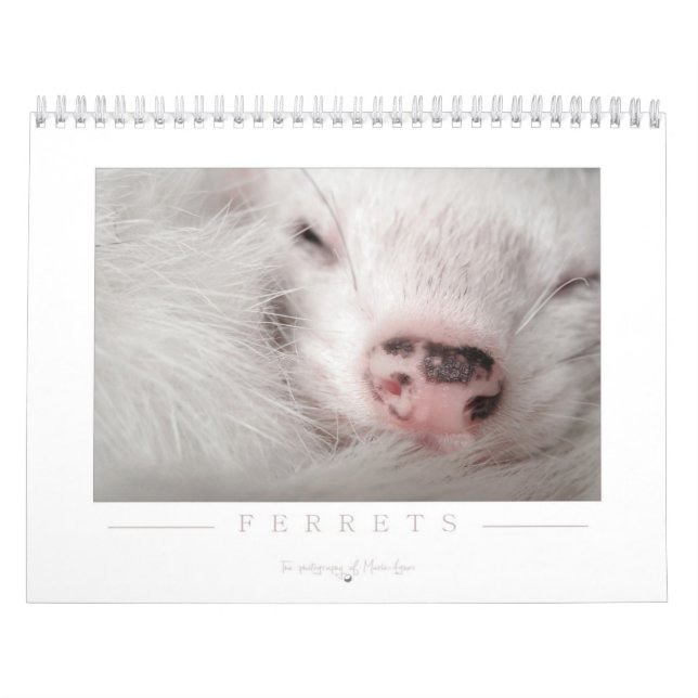 Calendrier de furet - 2ème édition (Protection)