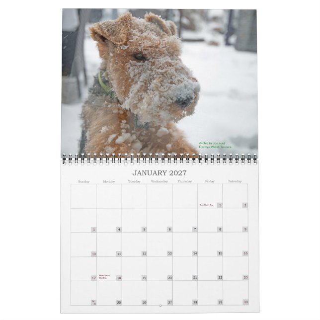 Calendrier de gallois Terrier 2015 par Darwyn (Jan 2027)