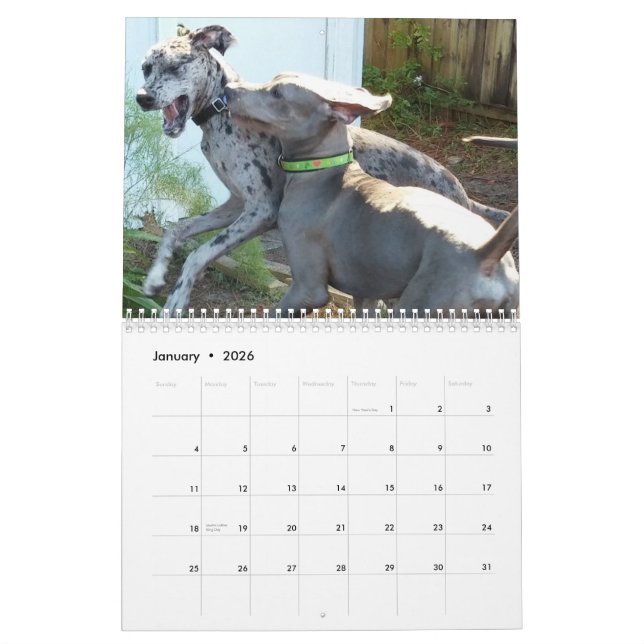 Calendrier de great dane "détendant autour de la (Jan 2026)