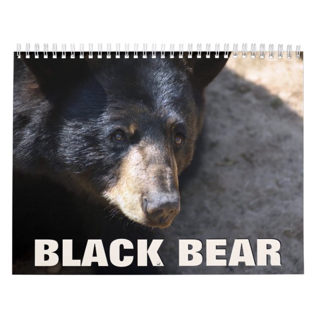 Calendrier de la paroi de l'ours noir (Protection)