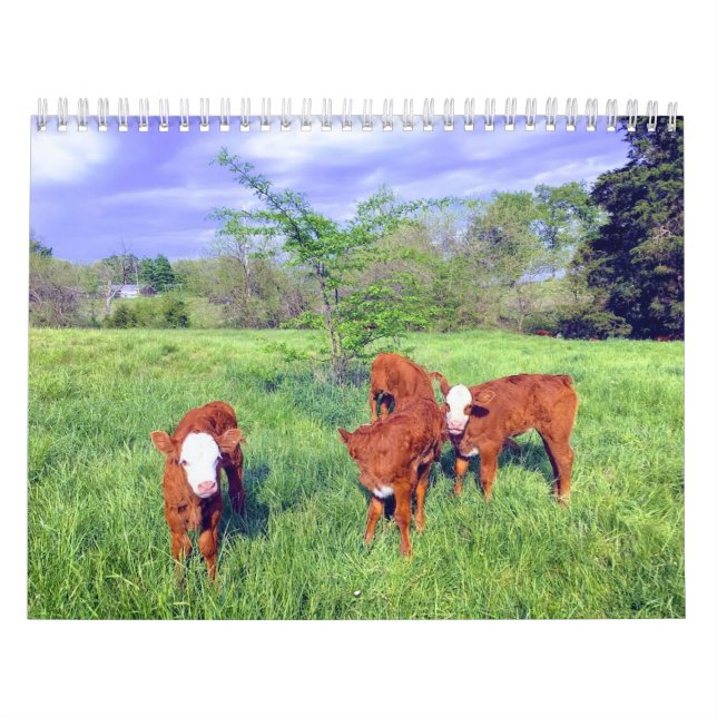 Calendrier de la vache (Protection)