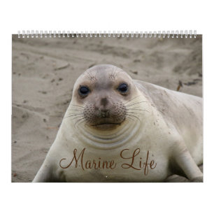 Calendrier de la vie marine