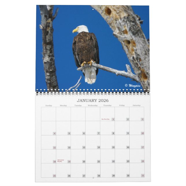 Calendrier de l'aigle d'hiver 2012 (Jan 2026)