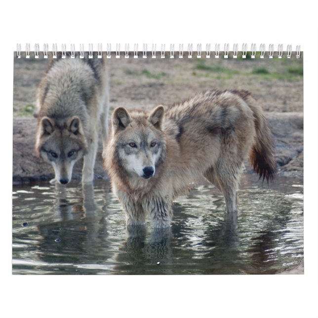 Calendrier de loup gris de loups (Protection)