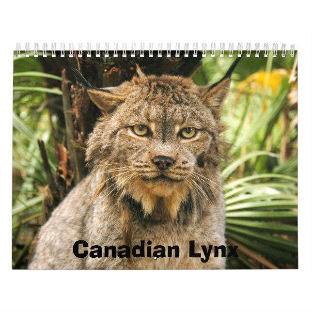 Calendrier de Lynx de Canadien, Canadien Lynx (Protection)