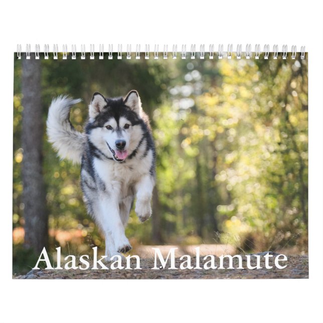 Calendrier de malamute en Alaska (Protection)