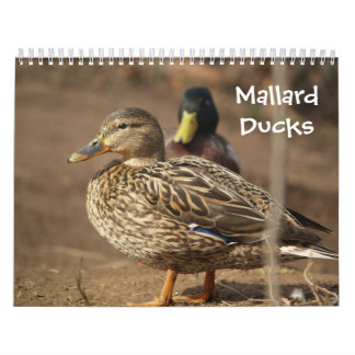 Calendrier de nature de canards de Mallard