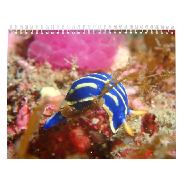 Calendrier de Nudibranch (Protection)
