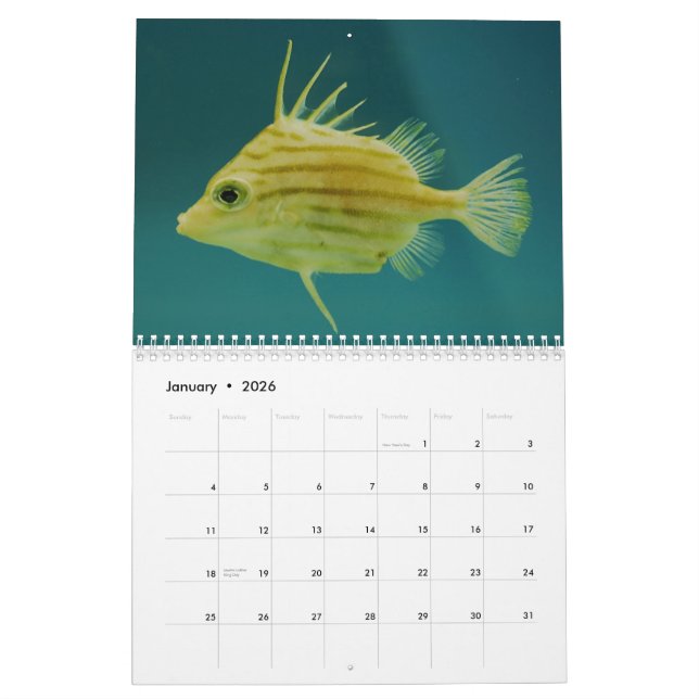 Calendrier de photographie de faune d'océan (Jan 2026)