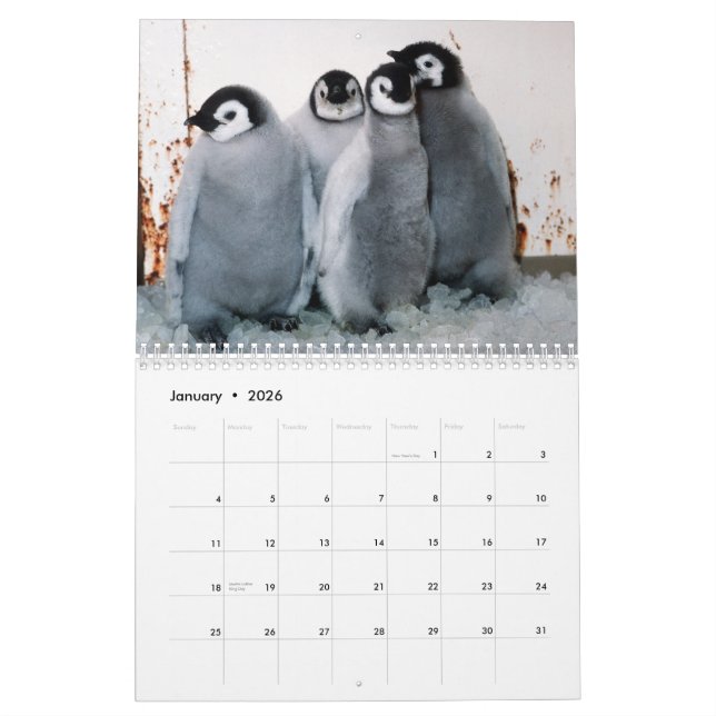 Calendrier de pingouins (Jan 2026)